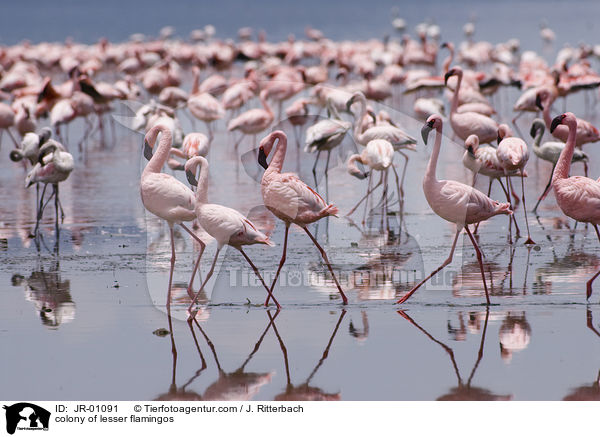 Kolonie Zwergflamingos / colonyof lesser flamingos / JR-01091